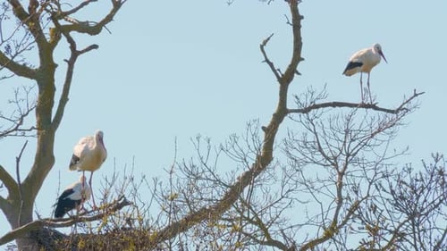 Storks in a natural environment, perched in a tree, in their nest,
