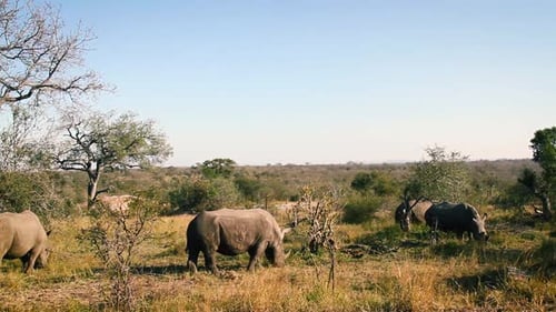 Rhinocéros blanc du Sud dans le parc national Kruger, Afrique du Sud