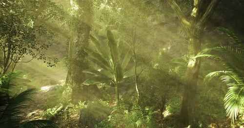 Sunlight Filters Through Trees in a Lush Tropical Forest Setting