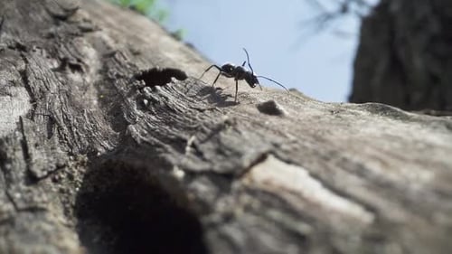 Ant Walks Over Tree in the Woods