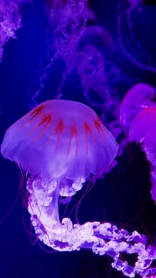 Glowing Jellyfish Floating in Dark Blue Water