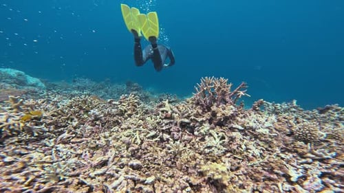 A snorkeler with yellow fins dives gracefully over a coral reef.