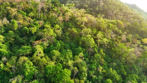 Majestic tropical forest on towering mountains by aerial view drone.