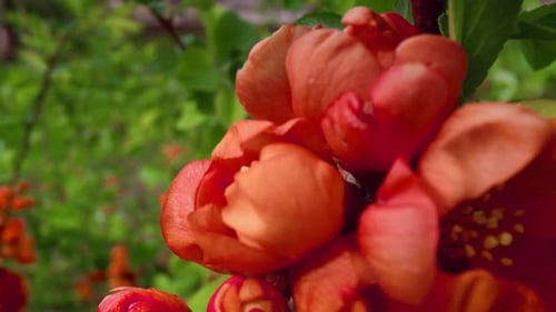 Red Flowers Blooming Vivid Green Leafs in Bright Sunbeams Closeup View. Peaceful