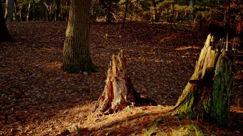 Slow motion handheld shot of stump in forest with dramatic lighting