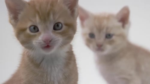 Ginger Kitten Posing in a Close-Up Shot