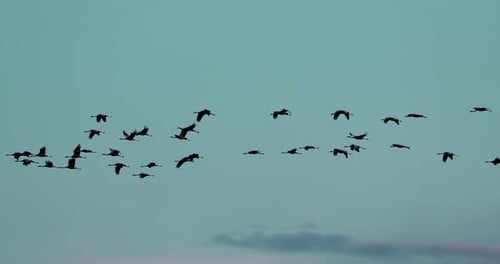 Pájaros de Europa del Este, migración invernal, bandada de grullas comunes o grullas euroasiáticas vuelan en un azul soleado