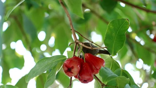 Yellow Vented Bulbul Standing on Tree Branch with Ripe Rose Apples and Green Leaves in Tropical