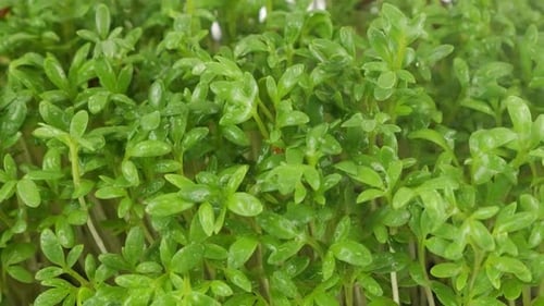 Watering microgreens garden cress seedling with small drops of water. Slow motion.