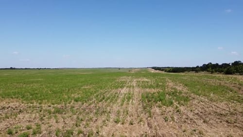 Blue Tractor O.A. Planting Canola On No Till Field