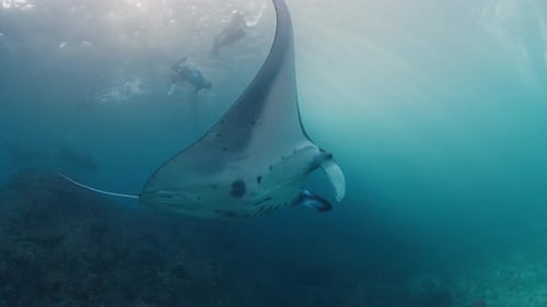 Graceful Manta Ray Swimming Underwater with Scuba Diver