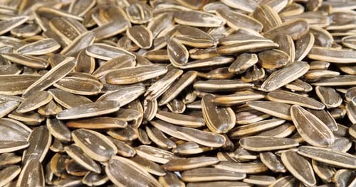 Dried Sunflower Seeds Rotating Close Up. Top View. Background from Natural Products