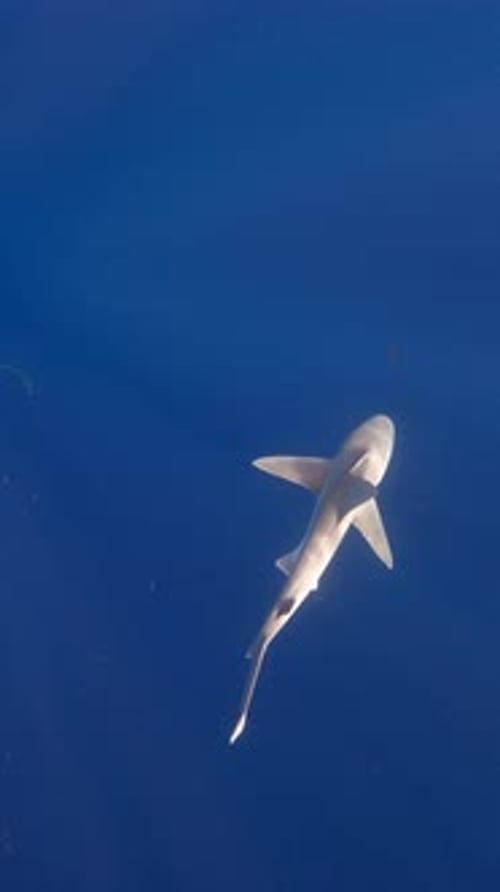 Silky shark swiming through open ocean - Vertical video