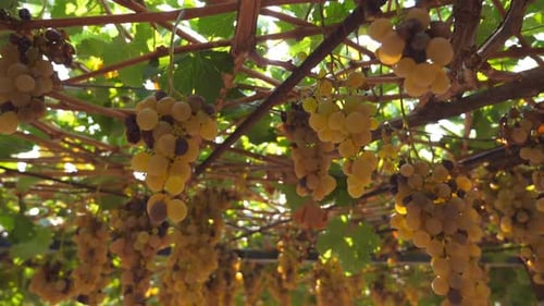 Niedriger Blick auf große Trauben saftiger weißer Trauben, die an Weinreben hängen, helle Sommersonne scheint durch