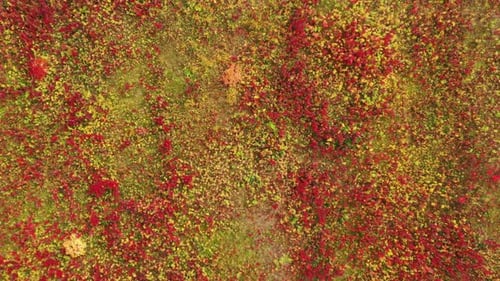 Roter und gelber Grashintergrund
