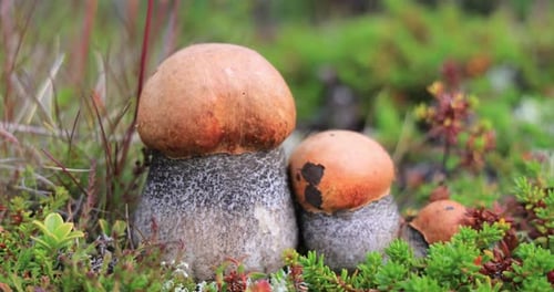 Beautiful boletus edulis mushroom in arctic tundra moss. White mushroom in Beautiful Nature Norway