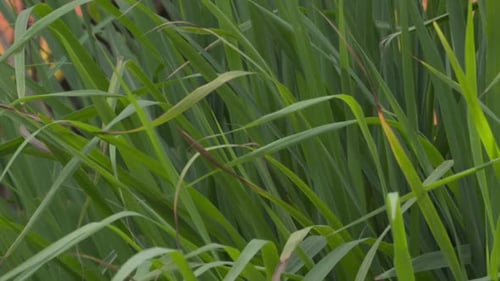 grass swaying in the wind closeup view