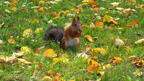 Watch a squirrel in an autumn park. A red squirrel with a fluffy tail eats sunflower seeds. Autumn m