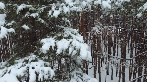 aerial view of the snowy forest