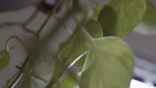 Indoor hanging plant. Houseplant indoor with sunlight through vines