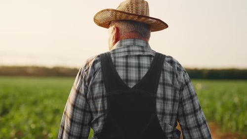 Senior Farmer Walks Through Green Field at Sunrise