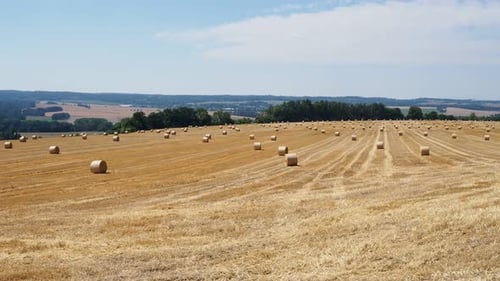Hay bales on the field after harvest