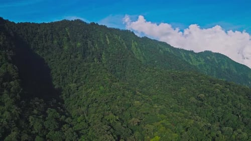 Aerial View on Forest Nature and Green Wood Trees in Landscape of Mountain Hills