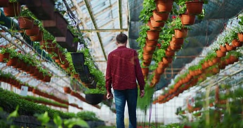 Person Walking Through Tropical Greenhouse Garden