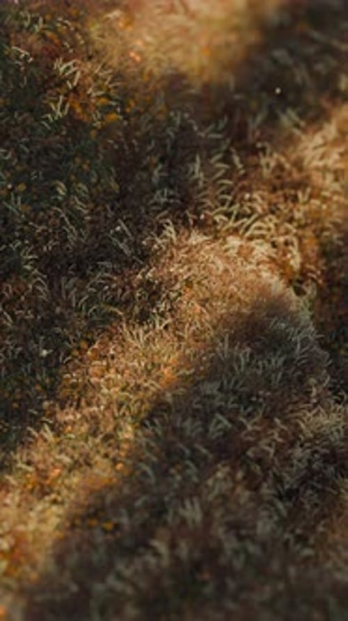 Wavy Grass 3d Loop Animation