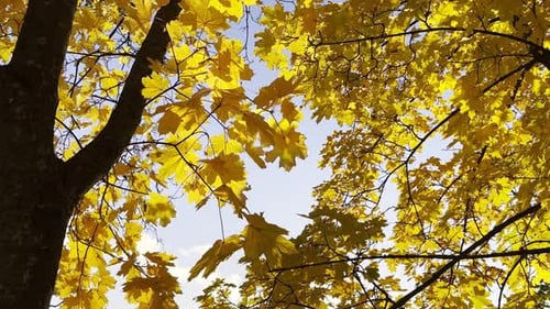Golden Maple Leaves on Tree Branches Gently Swaying in the Wind at Sunny Day Lush Autumn Yellow