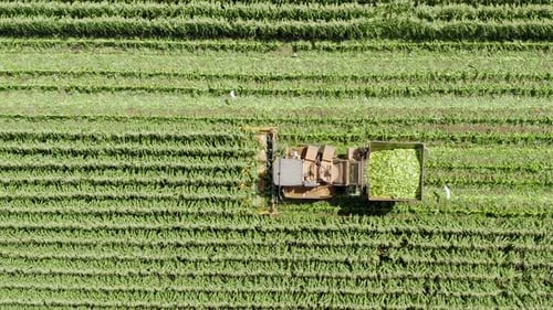 Corn picker harvesting a large filed, Aerial follow footage.