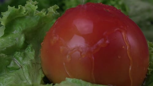 Tomato Being Washed on Lettuce Bed