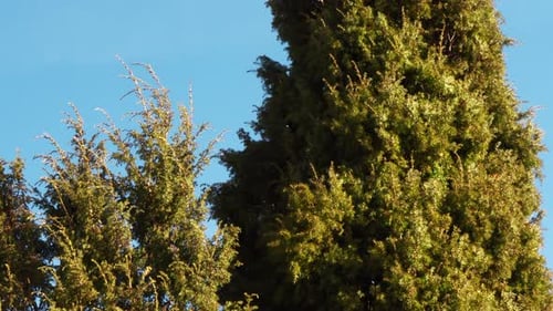 Grüner Thujabaum auf blauem Himmelshintergrund