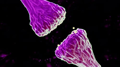 Animation of neuron cells. Nerve cells Activity in the Brain