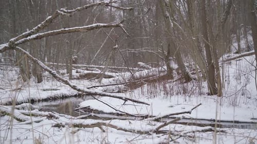 Pan Shot of Dry Fallen Trees Above Stream in a Winter in Forest