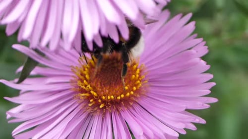 Many purple asters Symphyotrichum or New England aster swaying in low winds and bumblebee on it. Sel