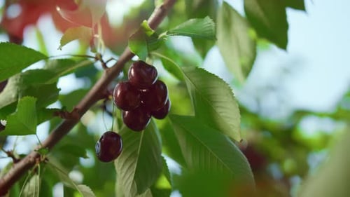 Cerisier rouge frais poussant dans une ferme verte naturelle, journée d'été ensoleillée