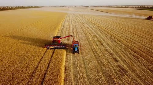 Aerial Drone View Overloading Grain From Combine Harvesters Into Grain Truck in Field Harvester