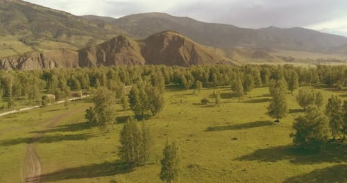 Aerial View Low Flight Above Evergreen Pine Tree Landscape with Endless Mountain Forest at Sunny