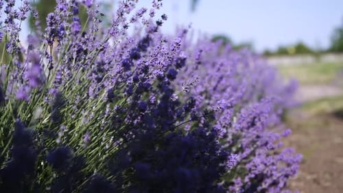 Lavendelfeld aus nächster Nähe blühende Blumen