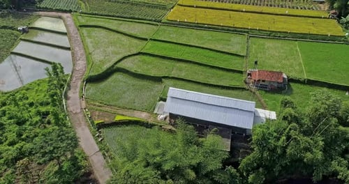 Aerial view of rice field landscape looks green and neat