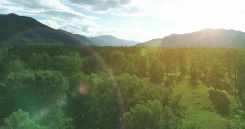 Aerial View Low Flight Above Evergreen Pine Tree Landscape with Endless Mountain Forest at Sunny