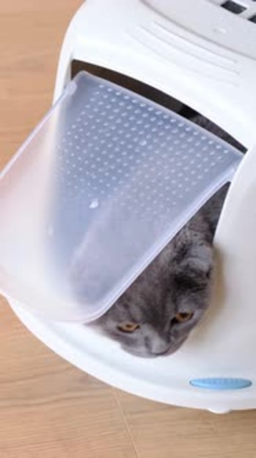 Gray Cat Inside of White Cat Carrier