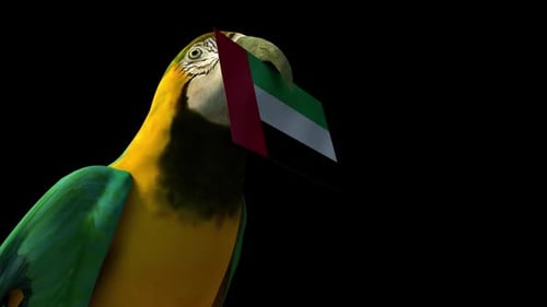 3D Animated Macaw Carrying United Arab Emirates Flag
