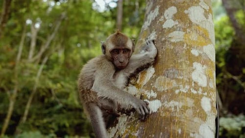 Monkey Climbing on Tree in Tropical Forest