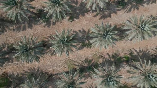 Drone view of palm trees plantation