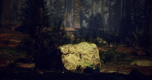 Moss Covered Rock Surrounded By Trees in a Dense Forest During Twilight