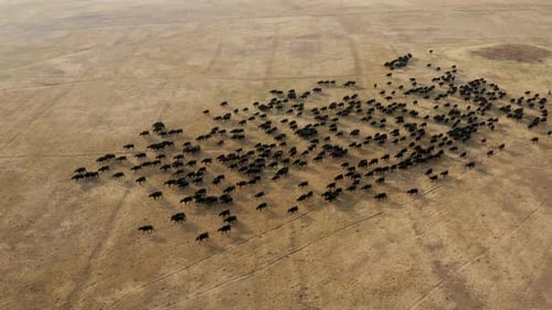 Herd Of Black Cattles Walking In The Rural Field From Above. - aerial