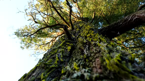 Ancient Blackwood tree with lichens covering rough bark exterior ...