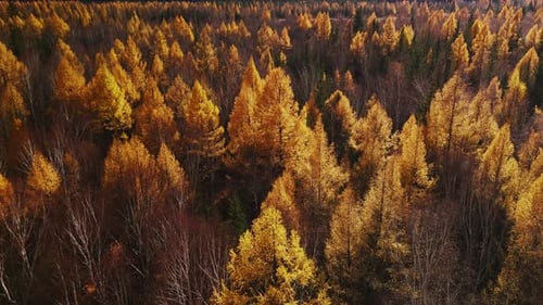 Vibrant Autumn Trees in a Serene Forest Landscape